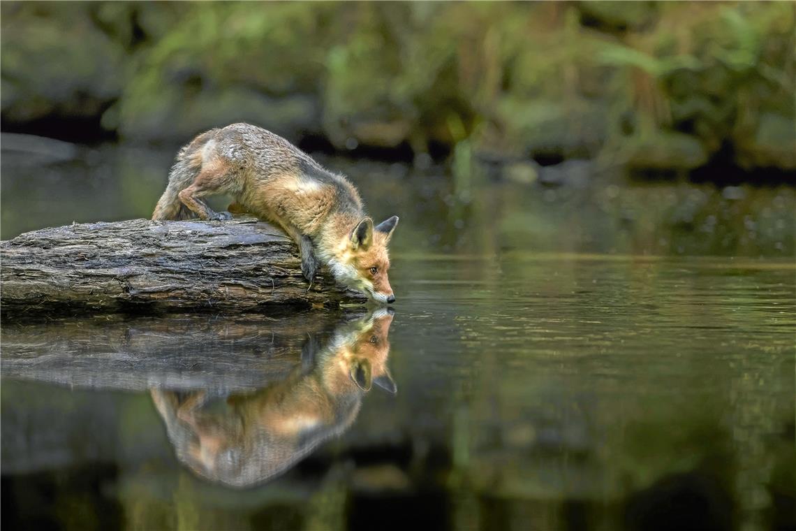 „Nah am Wasser“ nennt der Fotograf dieses Bild, das sowohl „Faszination Wald“ als auch „Spiegelungen“ thematisiert. Foto: Blende/Andreas Bobanac
