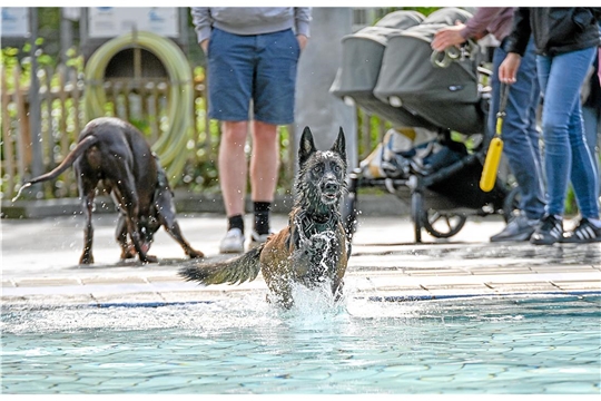 Hundeschwimmen im Freibad Wonnemar in Backnang zum Abschluß der Freibadsaison. SK