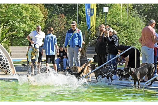Viele Hunde können es gar nicht erwarten und hüpfen sofort ins Wasser, sobald sie von der Leine gelassen werden. 