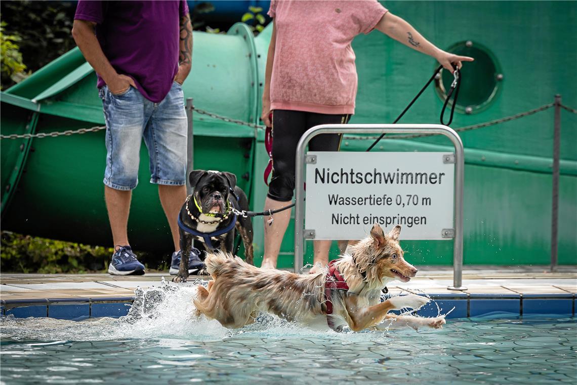 // 7. Backnanger Hundeschwimmfest
