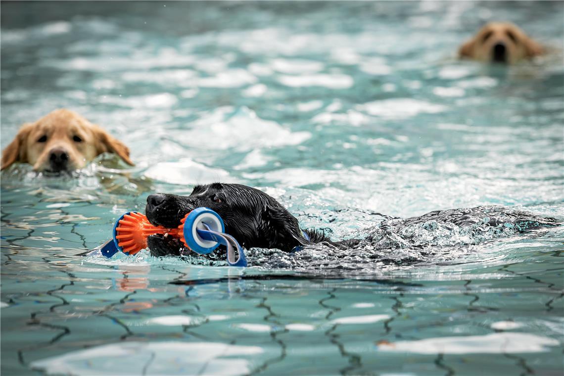 // 7. Backnanger Hundeschwimmfest