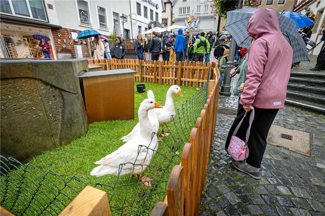 // Gänsemarkt und verkaufsoffener Sonntag in der Backnanger Innenstadt