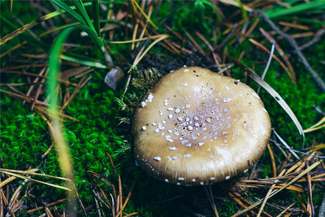 . . . und Pantherpilz (Amanita pantherina), vorkommt.Der Stoff kommt in der Natur in einigen Pilzarten vor und wurde vor allem in Fruchtgummis nachgewiesen.