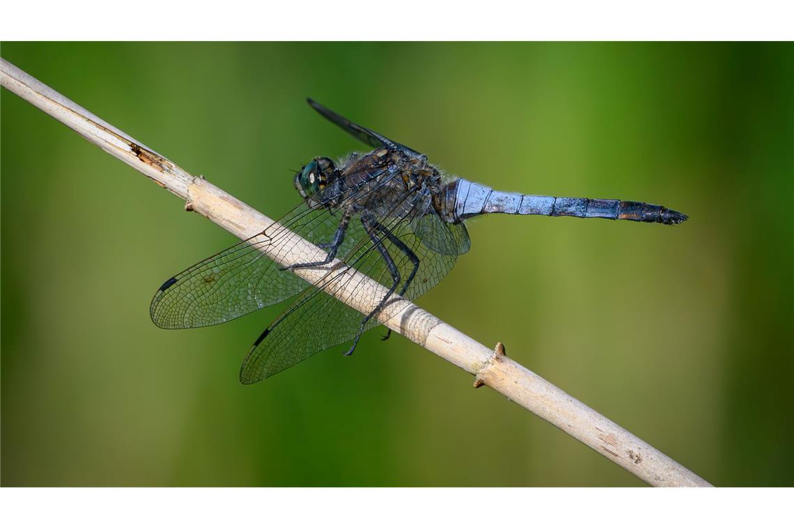 Tausende Süßwasserarten vom Aussterben bedroht 16 Prozent der Libellen und Libellenfliegen sind laut Studie vom Aussterben bedroht. (Symbolbild)