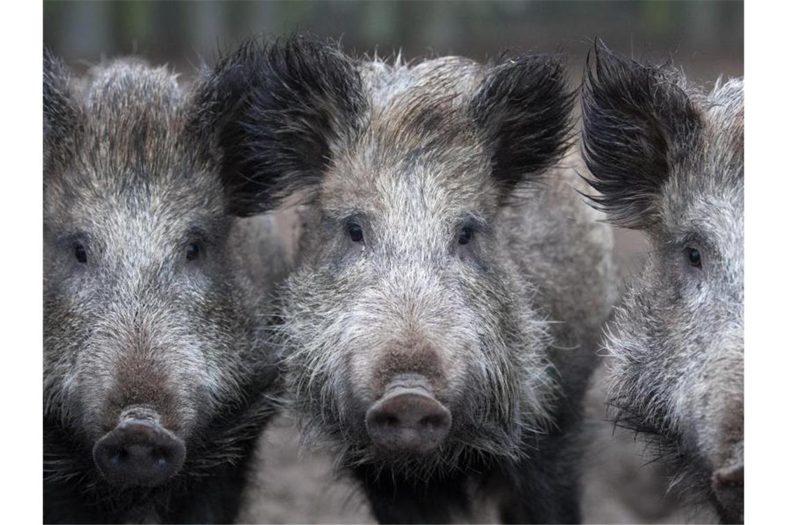 2017/2018 wurden als Rekordwert 836.000 Wildschweine geschossen. Foto: Ralf Hirschberger/ZB