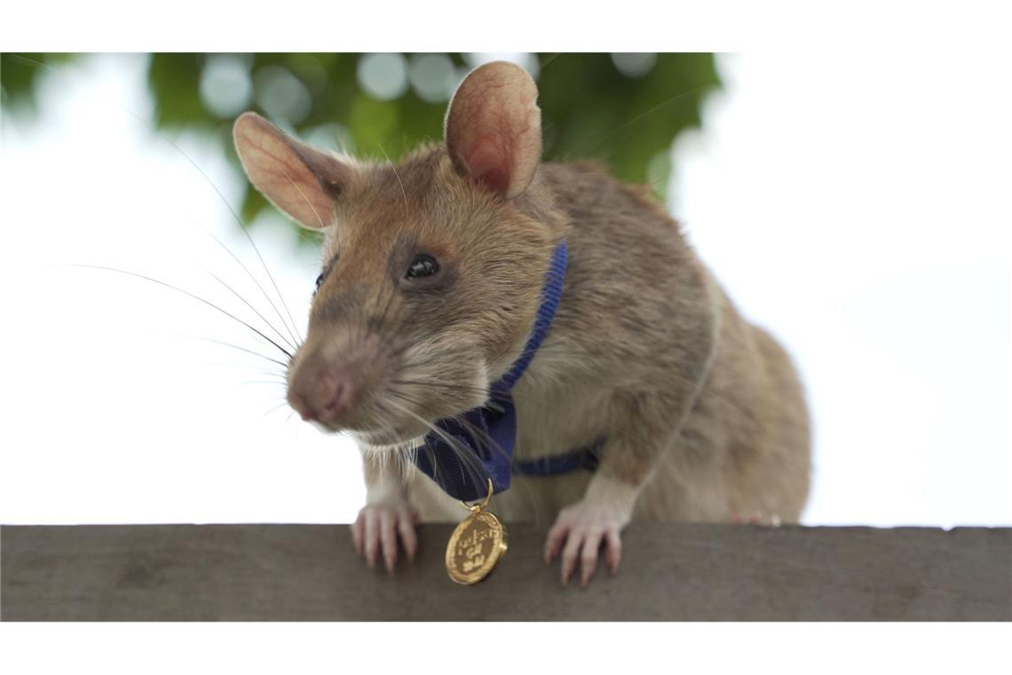 2020 bekam Magawa bereits für seine Leistungen eine spezielle Medaille - als erste Ratte überhaupt. (Archivbild)