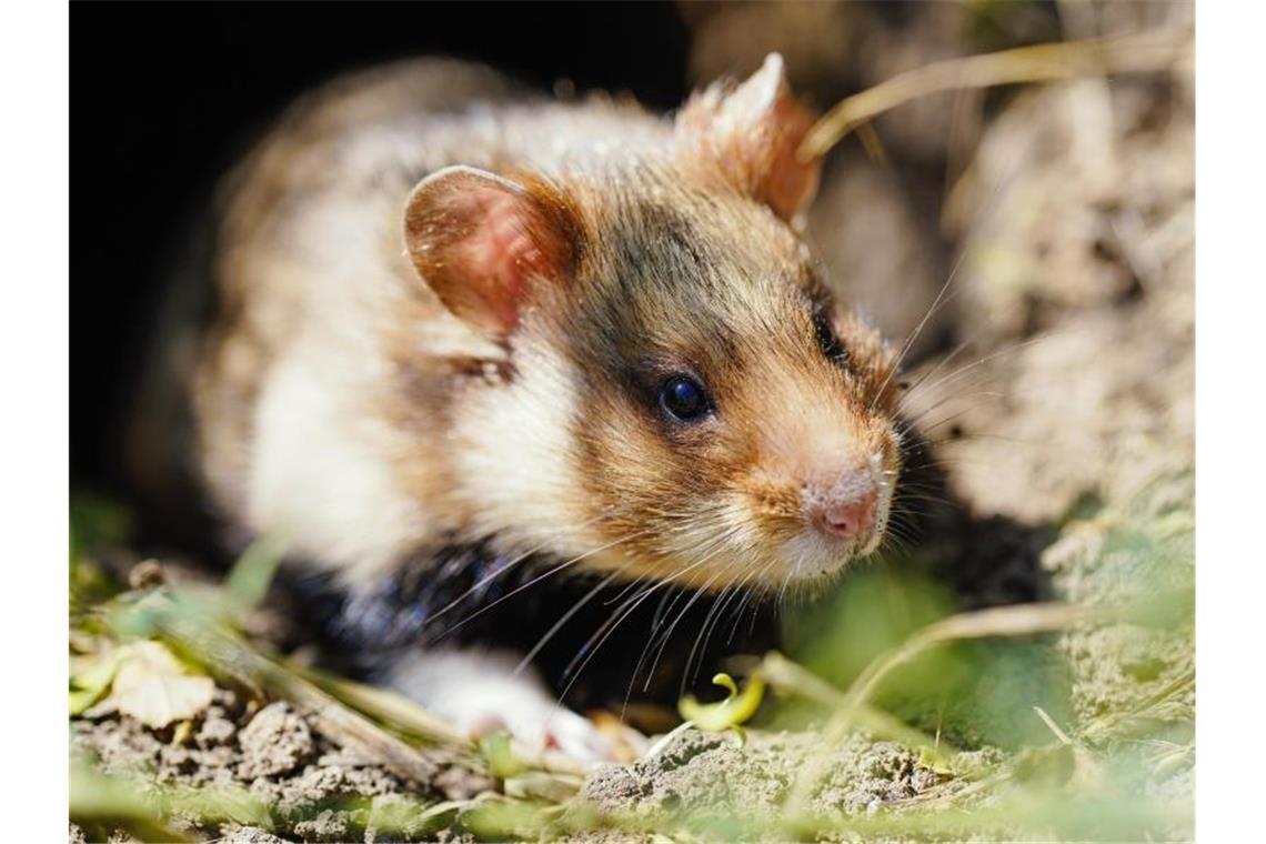 Gejagt oder geschützt? Gewinner und Verlierer im Tierreich 2020 war kein gutes Jahr für Feldhamster. Foto: Uwe Anspach/dpa