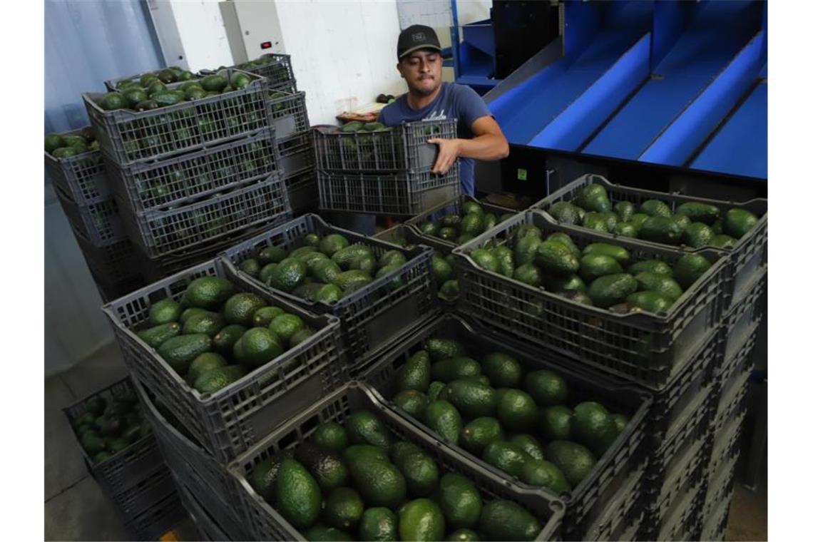 2021 führten die USA 1,2 Millionen Tonnen Avocado für rund drei Milliarden Dollar ein - davon entfielen 1,1 Millionen Tonnen und 2,8 Milliarden Dollar auf Importe aus Mexiko. Foto: Armando Solis/AP/dpa