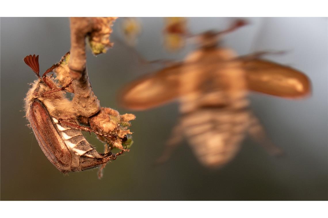 2026 ist ein Maikäferjahr - und der Massenflug hat begonnen.