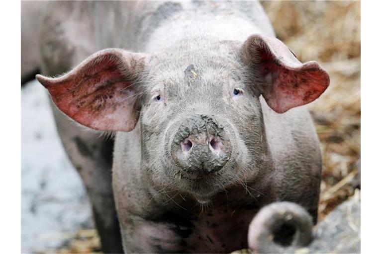 24 Prozent des Schweinfleisches in Deutschland soll derzeit nach Tierwohl-Standards erzeugt werden. Foto: Roland Weihrauch/dpa