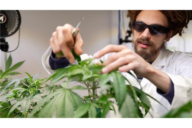 25 Anbauvereine für Cannabis haben in Baden-Württemberg bislang eine Genehmigung erhalten. (Archivbild)
