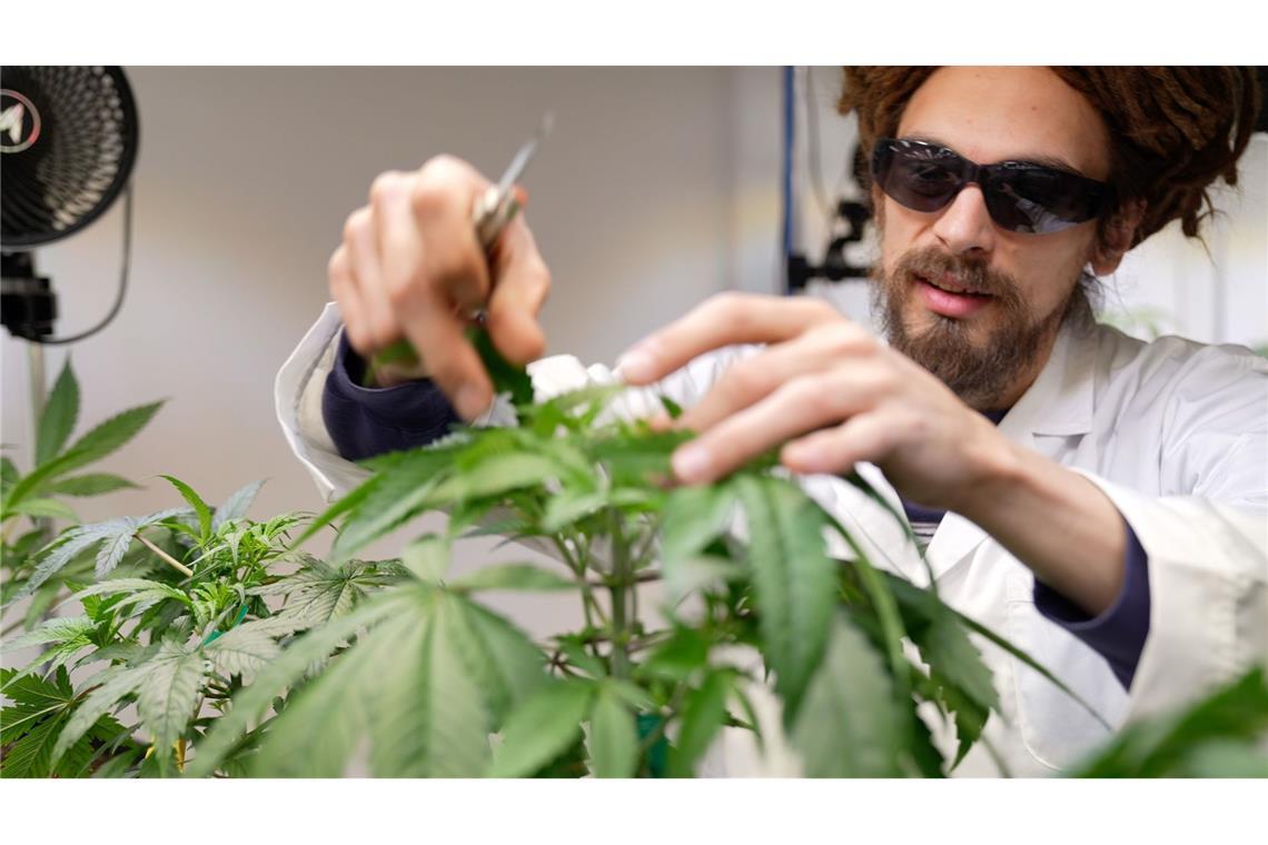 25 Anbauvereine für Cannabis haben in Baden-Württemberg bislang eine Genehmigung erhalten. (Archivbild)