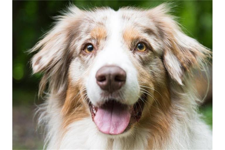 2,7 Prozent mehr Hundesteuer gab's 2020 für Deutschlands Städte und Gemeinden. Foto: Oliver Dietze/dpa