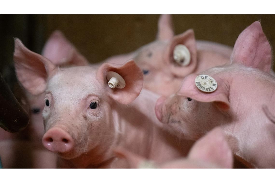 Hunderte Ferkel nach Unfall nachts auf Autobahn verladen 640 Ferkel wurden von einem verunfallten Transporter in einen dazu gerufenen Laster gebracht. (Symbolbild)