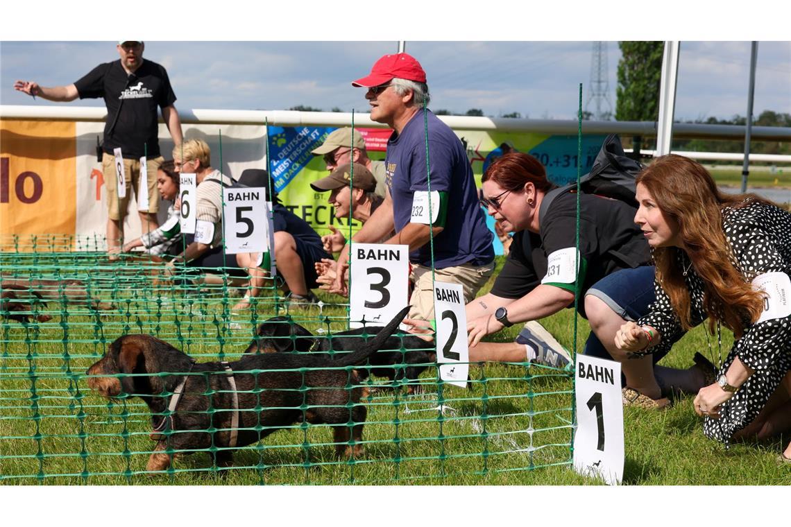 Ab geht's - jeweils acht Dackel starten in den Vorläufen der 2. Deutschen Meisterschaft im Dackelrennen, die in Magdeburg stattfindet.