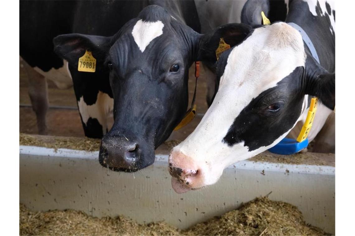 Ab Januar wollen große Lebensmittelhändler auch auf ihren Milch- und Molkereiprodukten die Haltungsform der Tiere angeben. Foto: Sebastian Willnow/dpa-Zentralbild/dpa