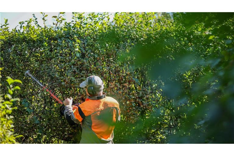 Ab Oktober sind wieder radikale Schnitte bei Hecken erlaubt (Symbolbild)