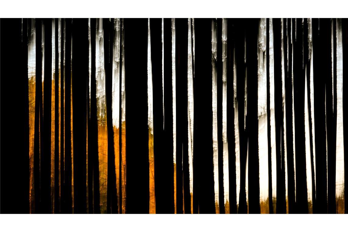 Bilder des Tages Abends im Wald bei Bremen.