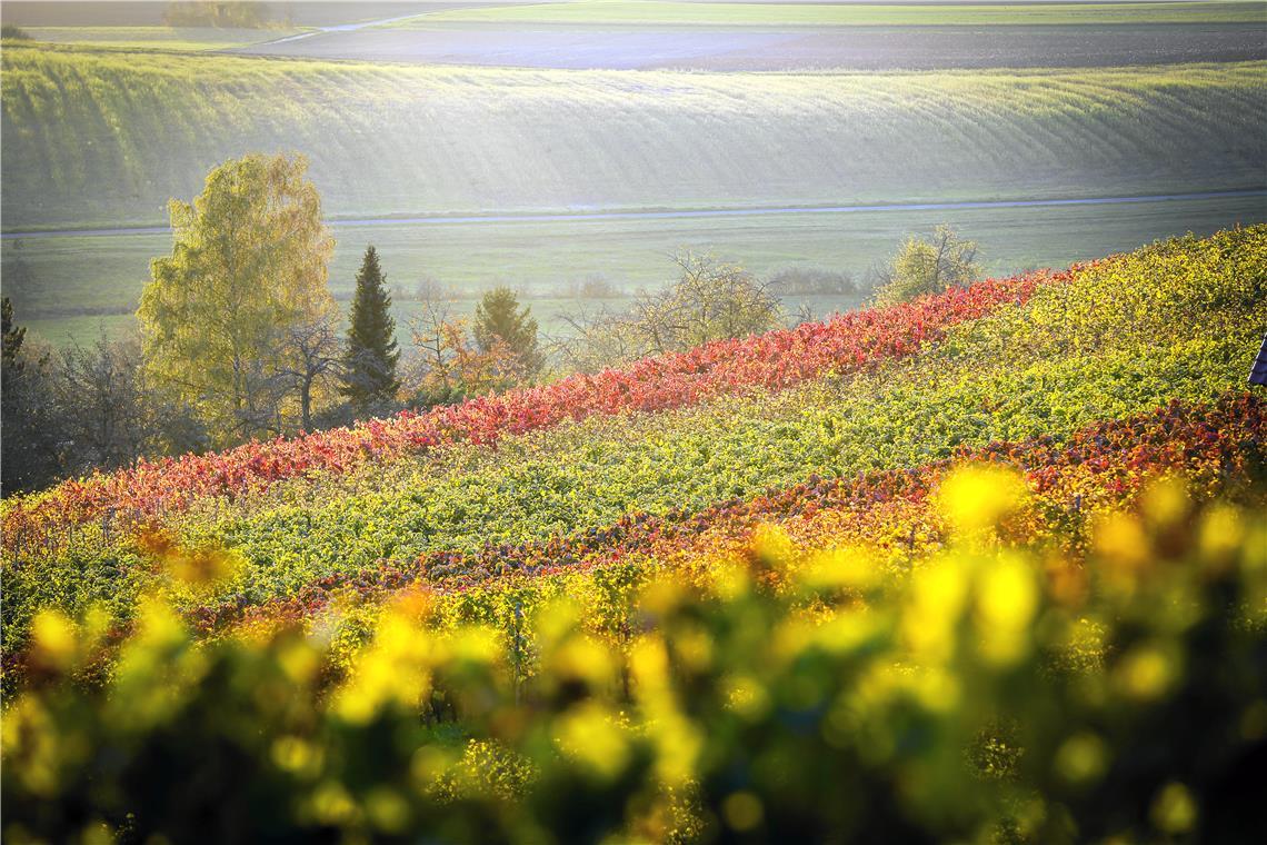 Abendsonne am Allmersbacher Weinberg. Die Lemberger-Reben haben sich bereits rot gefärbt und stechen in der Abendsonne heraus. Foto: Alexander Becher