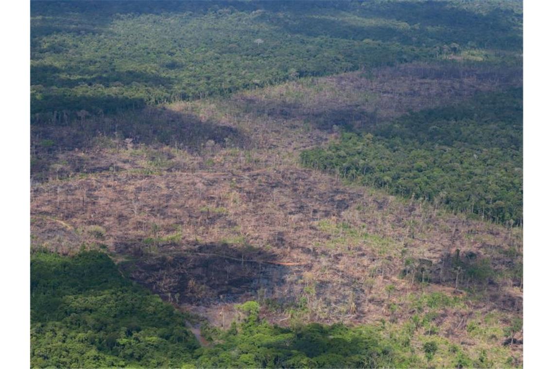 Abgeholzte Fläche im Amazonas-Regenwald. Foto: Chico Batata/Greenpeace/dpa