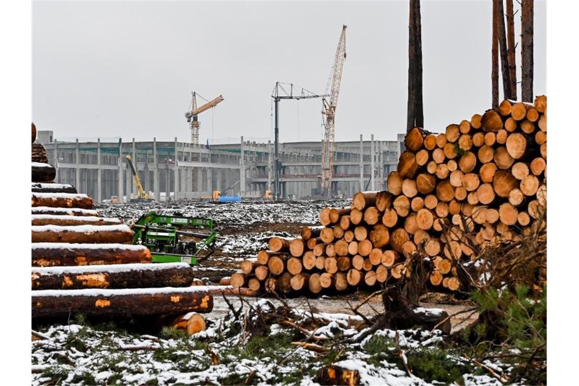 Minister hält Verzögerung von Tesla-Fabrikstart für denkbar Abgeholzte Kiefernstämme liegen auf dem Baugelände der Tesla Gigafactory östlich von Berlin. Foto: Patrick Pleul/dpa-Zentralbild/dpa