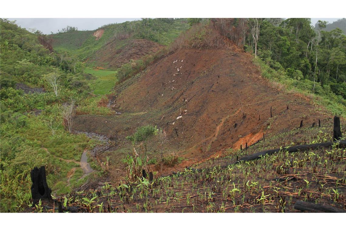 Abgeholzter Wald in Madagaskar