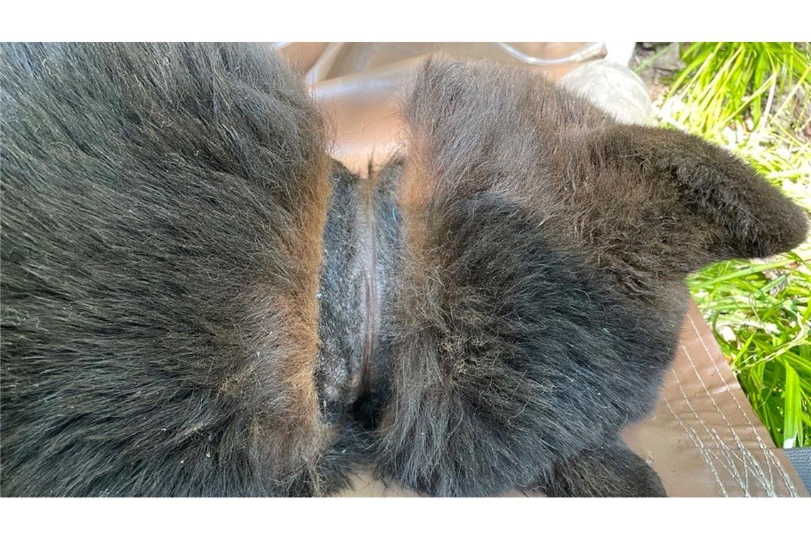 Schwarzbär nach zwei Jahren von Plastikkragen befreit Abgesehen von Narben am Hals machte der Bär einen gesunden Eindruck.