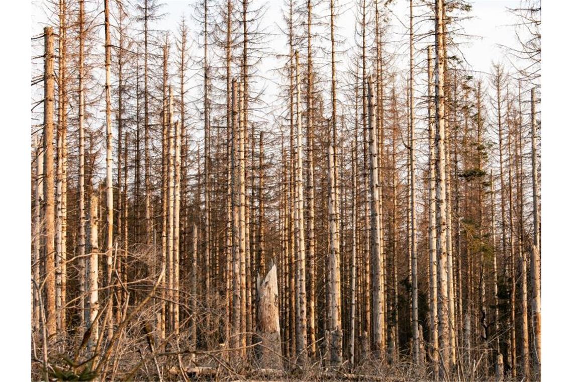 Bäume in Not - Waldschäden nehmen weiter zu Abgestorbene Fichten im Harz. Foto: Swen Pförtner/dpa