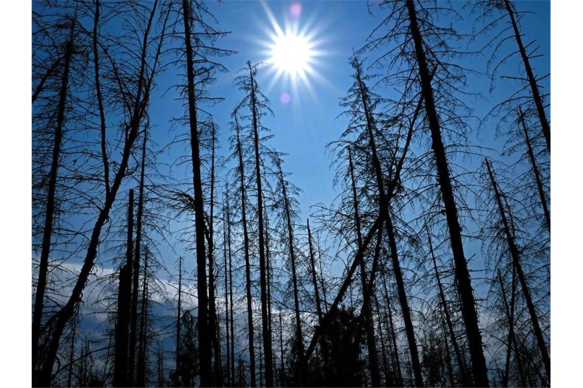 Abgestorbene Fichten im Nationalpark Eifel. Foto: Oliver Berg/dpa