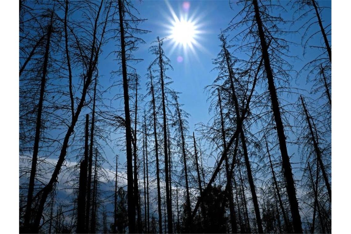 Abgestorbene Fichten stehen im Nationalpark Eifel in der Sonne. Die Corona-Pandemie hat den Klimawandel einem Bericht der Vereinten Nationen zufolge nicht merklich ausgebremst. Foto: Oliver Berg/dpa