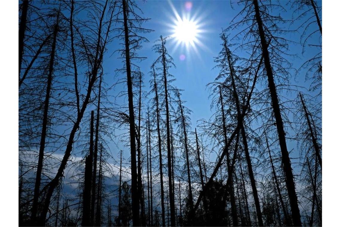 Abgestorbene Fichten stehen in einem Nationalpark. Foto: Oliver Berg/dpa/Archivbild