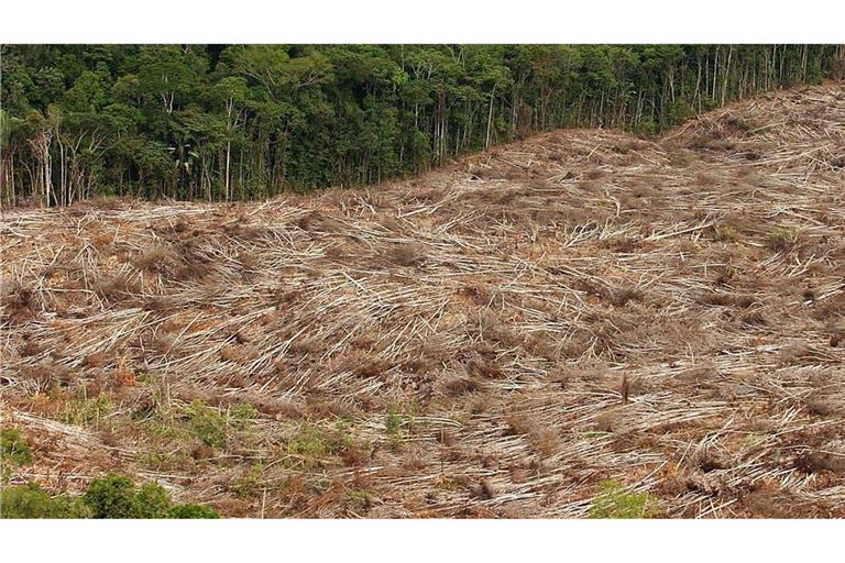 Abholzung des Regenwalds im Amazonasgebiet in Brasilien.