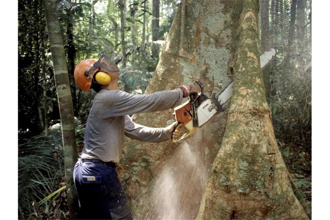 Demos sollen UN-Klimaschützer beflügeln Abholzung im Regenwald. Foto: Werner Rudhart