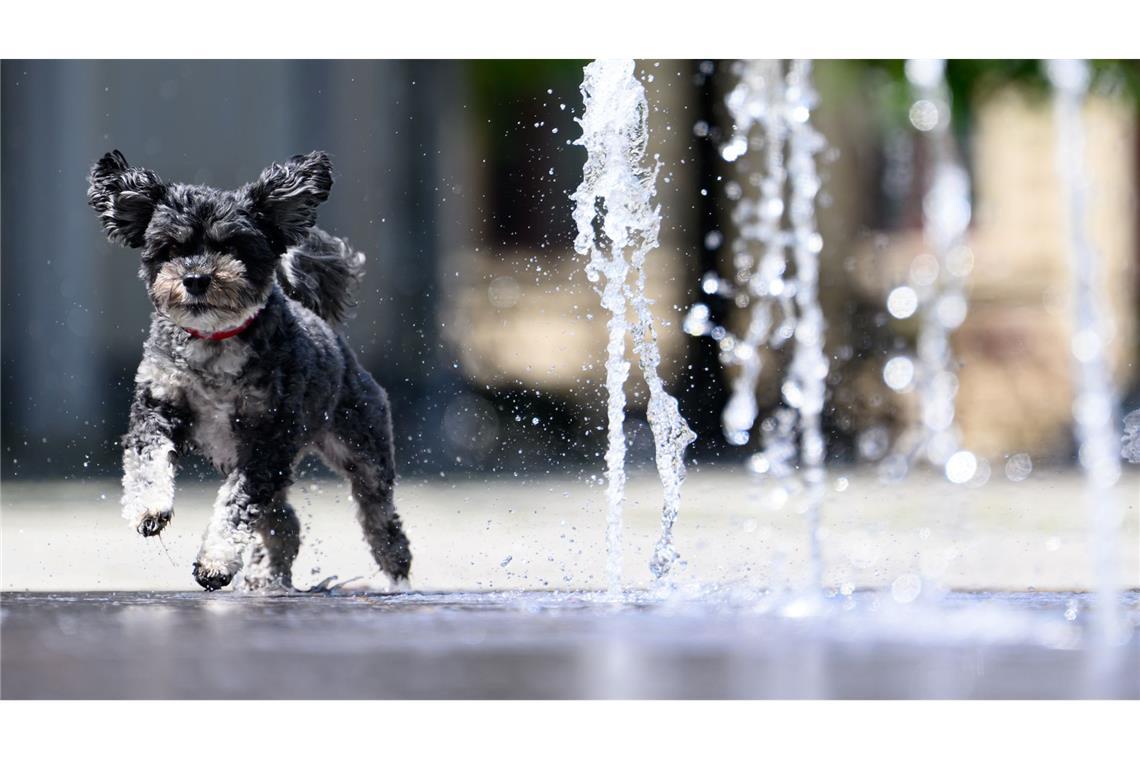 Abkühlung in Dresden: Bolonka Rosi jagt durch Wasserfontänen auf der Hauptstraße