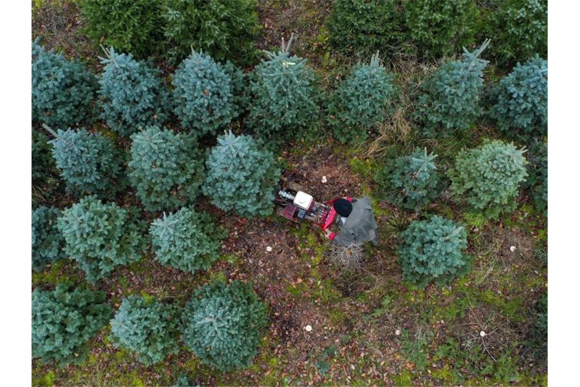 Tannenbäume in Großbritannien rar und teuer Acht bis zehn Millionen echte Weihnachtsbäume werden jährlich in Großbritannien verkauft, bis zu drei Millionen stammen bisher aus dem Ausland. Foto: Steve Parsons/PA Wire/dpa