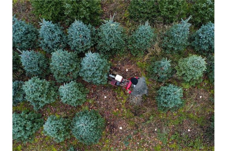 Acht bis zehn Millionen echte Weihnachtsbäume werden jährlich in Großbritannien verkauft, bis zu drei Millionen stammen bisher aus dem Ausland. Foto: Steve Parsons/PA Wire/dpa