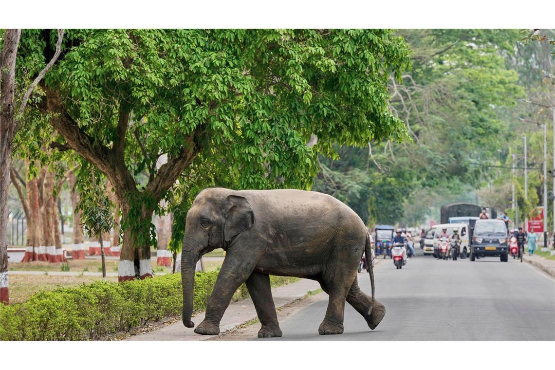Bilder des Tages Achtung Elefanten kreuzen: Ein wilder Elefant, der aus dem Amchang-Wildreservat in Indien ausgebüxt ist, überquert eine Straße in Guwahati im indischen Bundesstaat Assam.