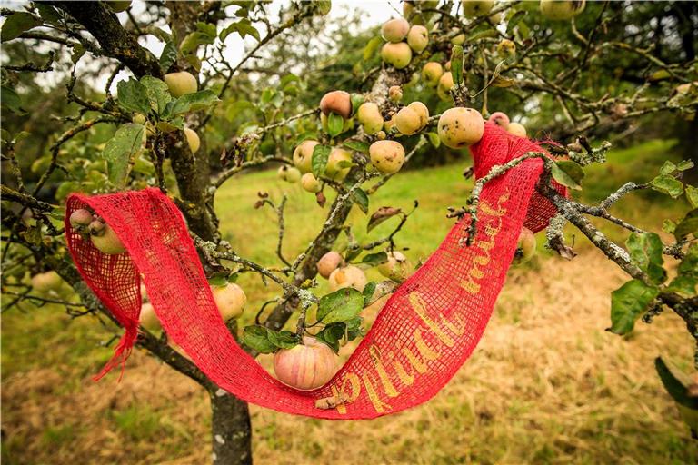 Ähnlich wie bei der Aktion „Pflück mich“ werden auch in Allmersbach im Tal die betreffenden Bäume mit einem roten Band gekennzeichnet. Archivfoto: Alexander Becher