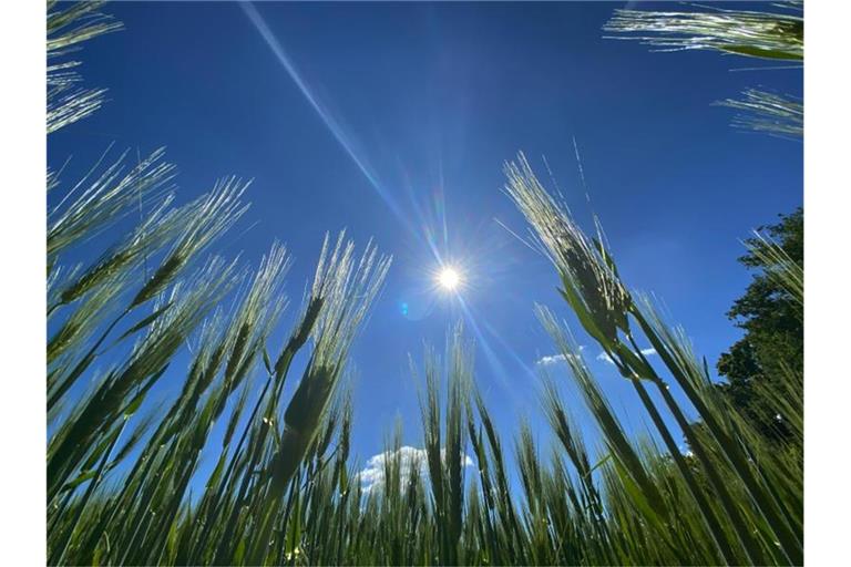 Ähren ragen in den Himmel. Foto: Paul Zinken/dpa-Zentralbild/dpa/Archivbild