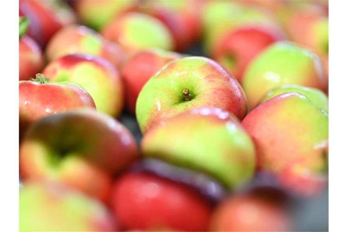 Äpfel der Sorte Elstar liegen im Großmarkt Salem-Frucht in einer Obstkiste. Foto: Felix Kästle/dpa