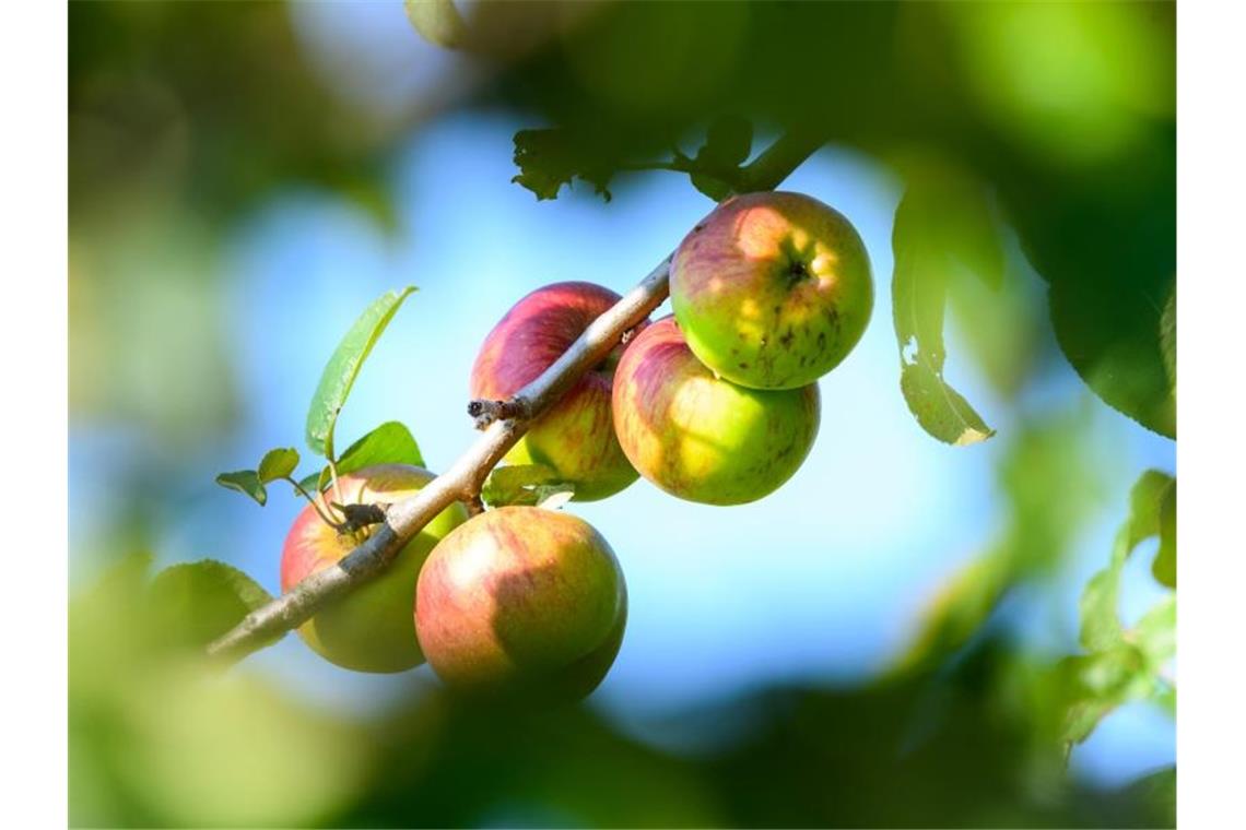 Erste Schätzungen: Weniger Äpfel und Zwetschgen Ernte Äpfel hängen am Baum. Foto: Andreas Arnold/dpa/Symbolbild