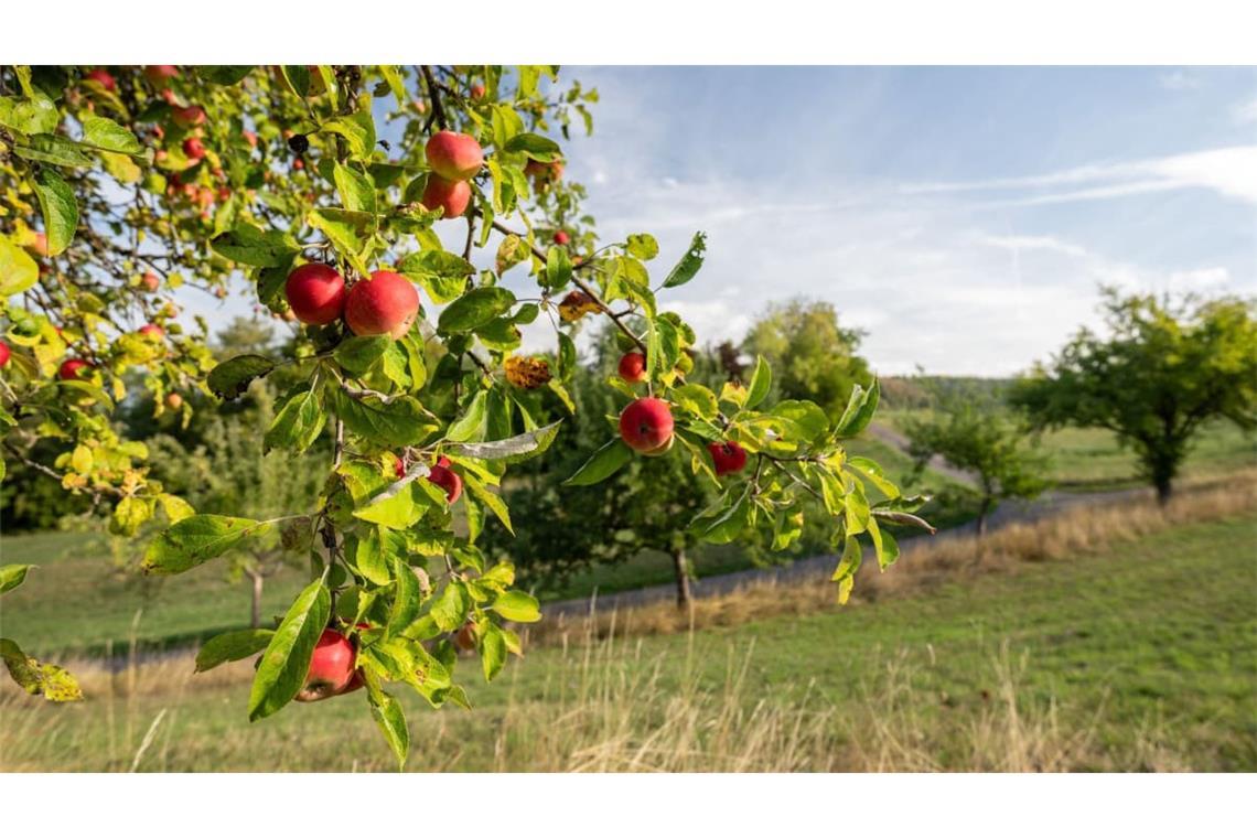 Äpfel hängen im Sonnenschein an einem Apfelbaum. Am 1. September ist meteorologischer Herbstanfang.