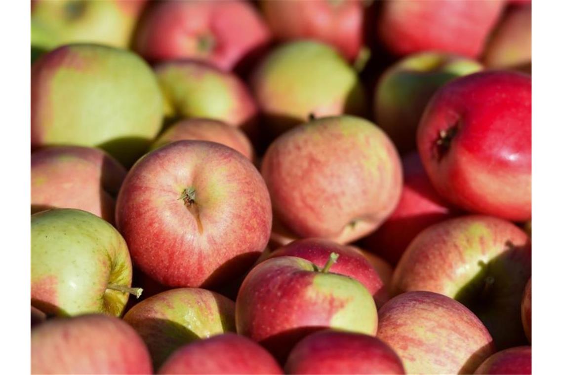 Genossenschaften vermarkten mehr Obst und Gemüse Äpfel liegen in der Sonne. Foto: Patrick Pleul/zb/dpa/Symbolbild