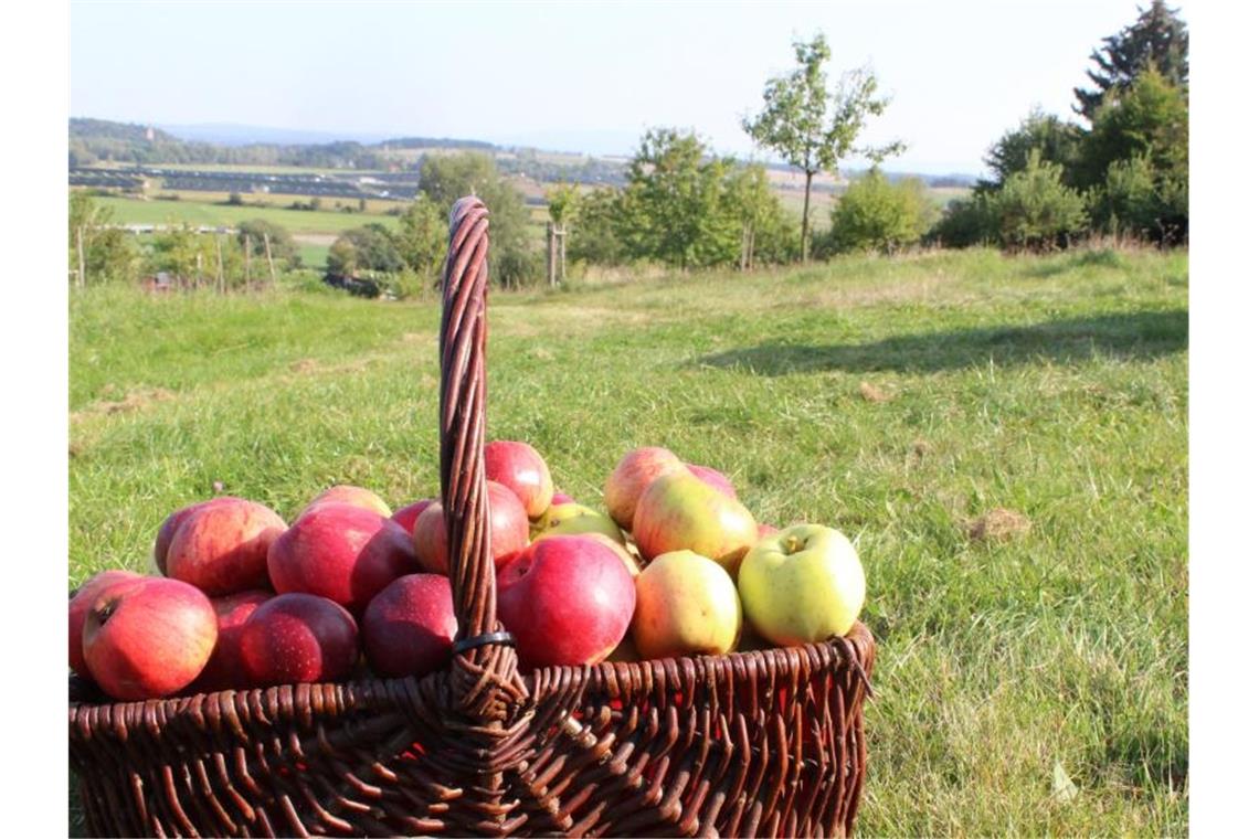 Äpfel liegen in einem Korb. Foto: Miriam Schönbach/dpa-Zentralbild/dpa/Symbolbild