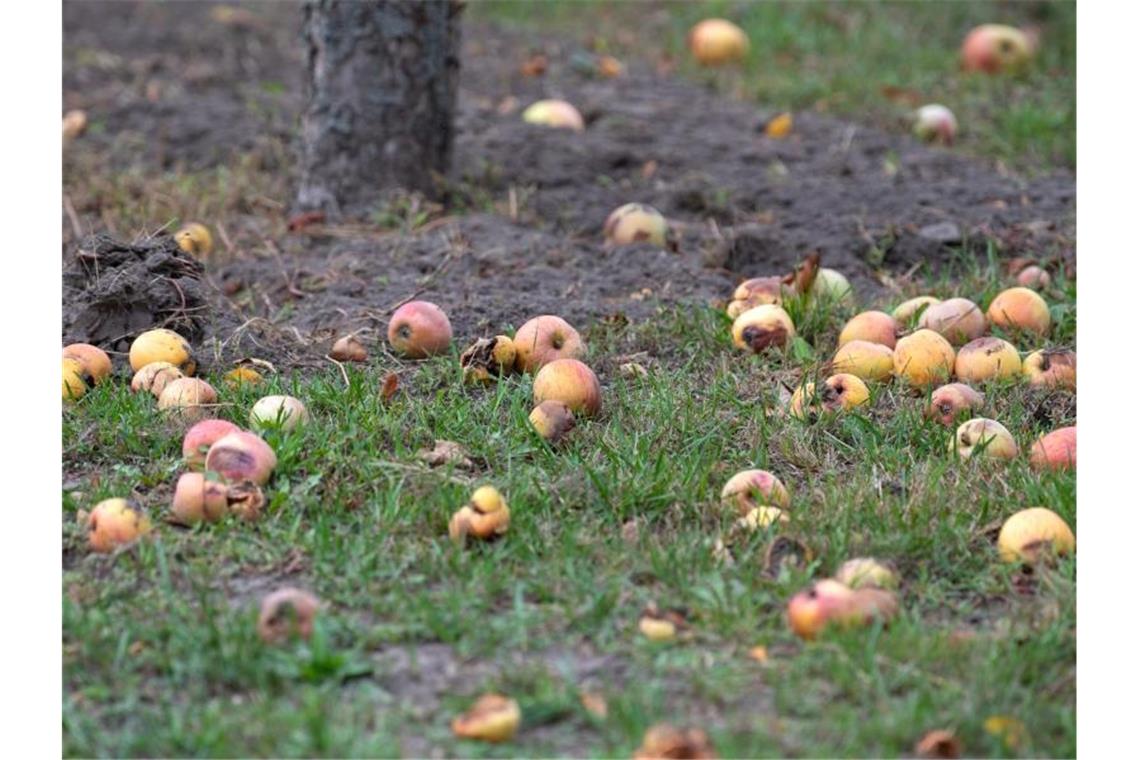 Äpfel liegen neben dem Stamm eines Baumes. Foto: Soeren Stache/dpa-Zentralbild/ZB/Symbolbild