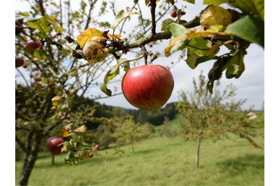 Äpfel sind auf einer Wiese mit Streuobstbäumen zu sehen. Foto: Patrick Seeger/dpa/Symbolbild