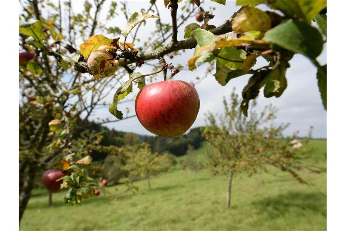 Äpfel sind auf einer Wiese mit Streuobstbäumen zu sehen. Foto: Patrick Seeger/Archivbild