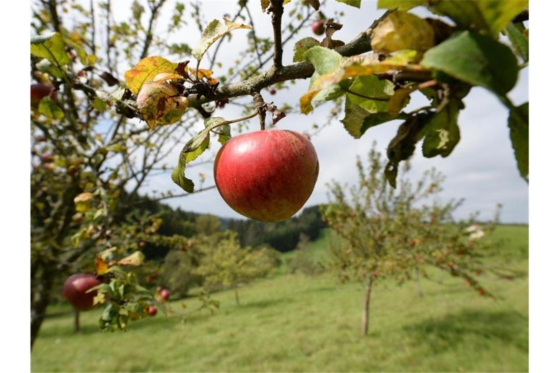 Äpfel sind auf einer Wiese mit Streuobstbäumen zu sehen. Foto: Patrick Seeger/dpa
