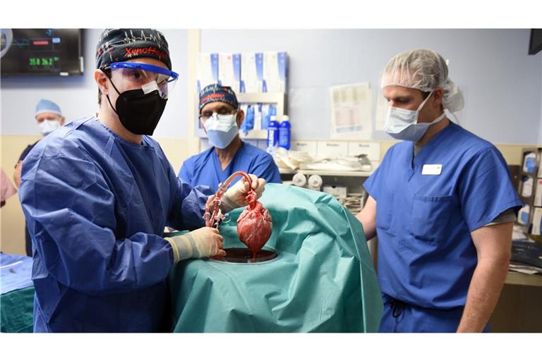 Ärzte operieren an einem Schweineherz,  das in einen menschlichen Patienten eingesetzt wird:  Ein Transplantationsteam in den USA hatte am 7. Januar 2022 nach eigenen Angaben erstmals ein genetisch modifiziertes Schweineherz an einen menschlichen Patienten angeschlossen.
