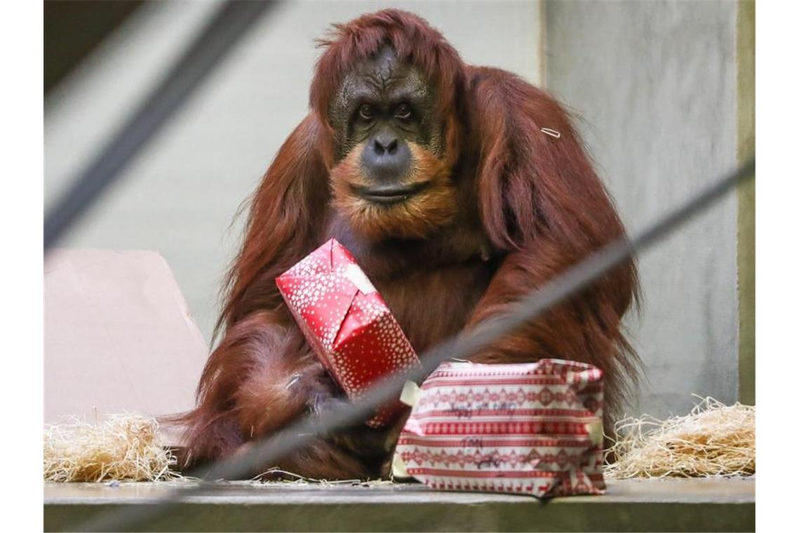 Affen der Wilhelma bekommen Geschenke. Foto: Christoph Schmidt/dpa